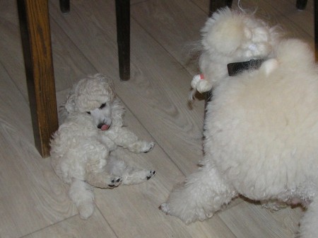 ...a nepomůže tomu ani máma Dorly.